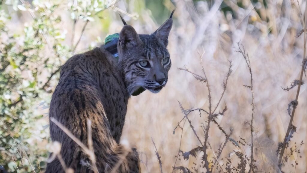 Iberian lynx record numbers rise to 2,663 as Spain’s wild comeback delights nature watchers
