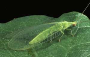 lacewing