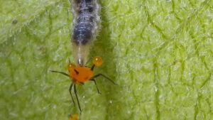 Hoverfly lavae