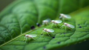 Whiteflies pest.