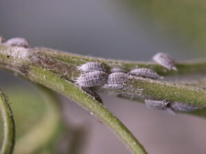 Mealybugs on citrus