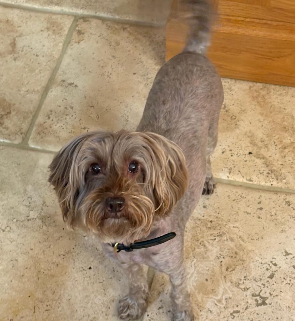 Ripley needs pet-sitters for the holidays
