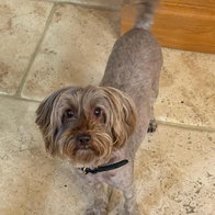 Ripley needs a companion for the holidays. Could it be you?