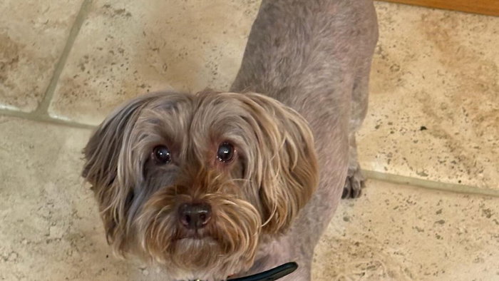 Ripley needs a companion for the holidays. Could it be you?