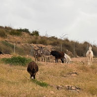 The animals.