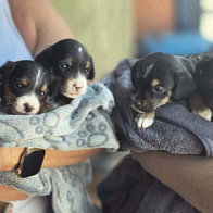 Ace Shin puppies