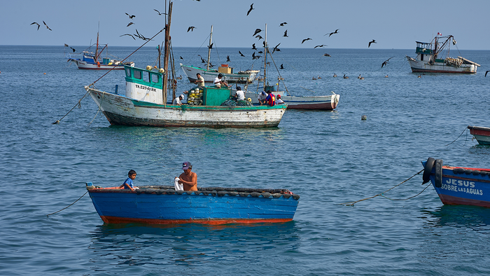 Wooden fishing boats anchored in a Peruvian harbour with birds flying overhead.