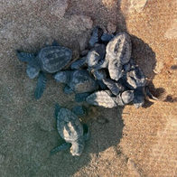 Tiny turtles make a dash for the sea as more than 100 hatch on Dénia beaches