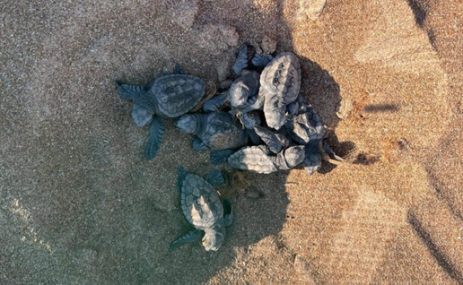 Tiny turtles make a dash for the sea as more than 100 hatch on Dénia beaches