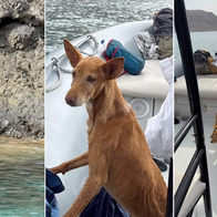 Three photos of a thin brown dog: standing on a rocky shoreline by the sea, then sitting and stepping aboard an inflatable rescue boat.