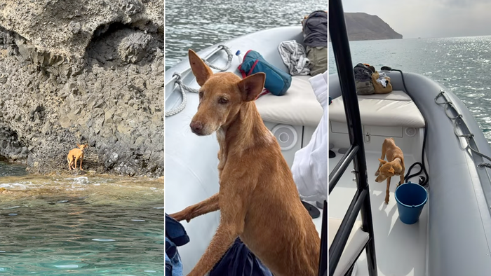 Three photos of a thin brown dog: standing on a rocky shoreline by the sea, then sitting and stepping aboard an inflatable rescue boat.