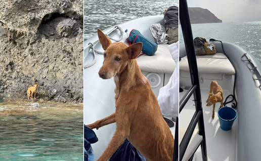 Three photos of a thin brown dog: standing on a rocky shoreline by the sea, then sitting and stepping aboard an inflatable rescue boat.
