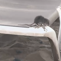 A grey rat perched on the edge of a sun lounger on a sandy beach.