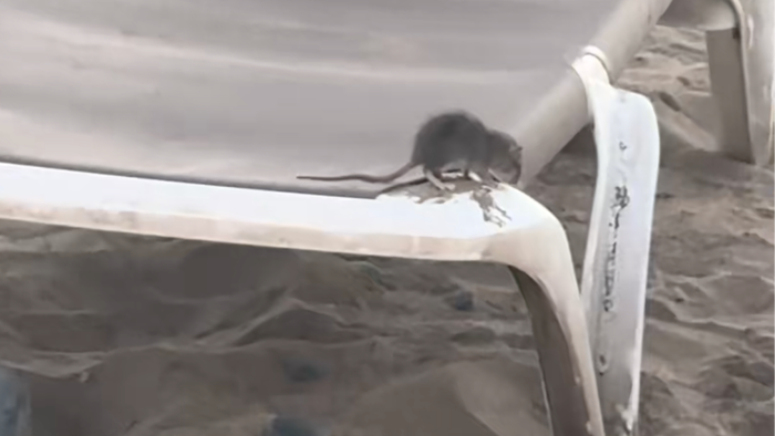 A grey rat perched on the edge of a sun lounger on a sandy beach.