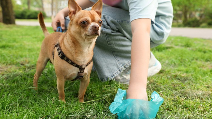 Dog poo clean up