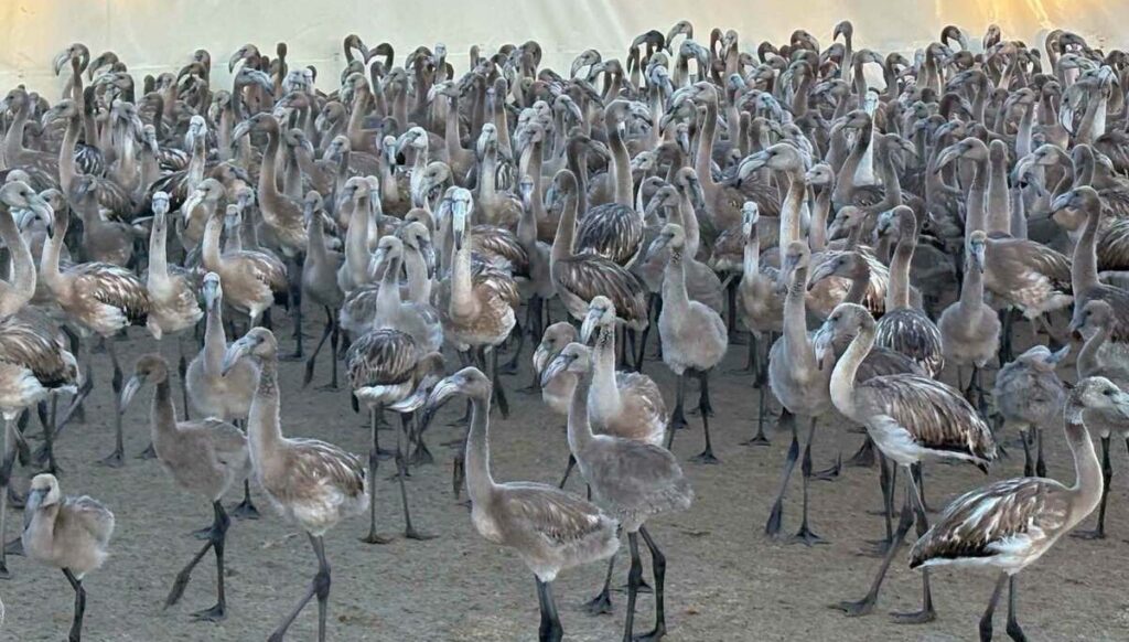 Flamingo chicks