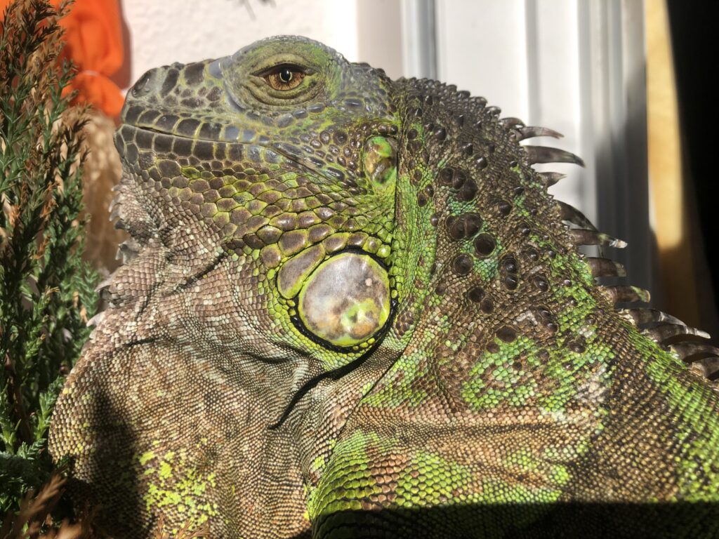 FedEx workers left scrambling after a scaly surprise jumps from parcel