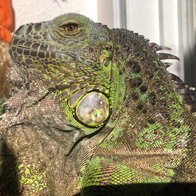 A green Iguana in the sunshine with its dewlap down