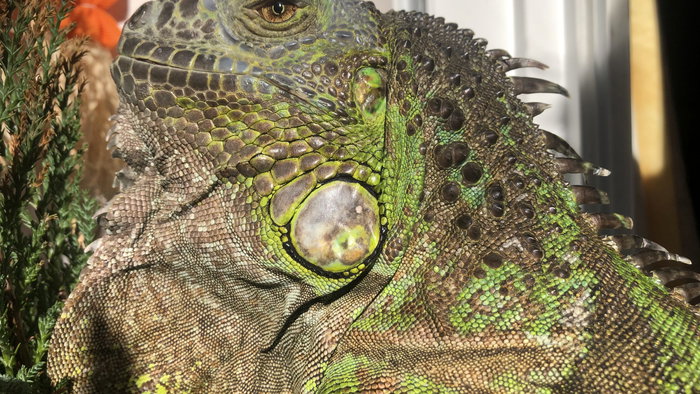 A green Iguana in the sunshine with its dewlap down