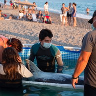 People in wetsuits and swimwear carefully handling a dolphin in a shallow pool on a crowded beach.