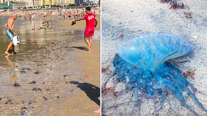 120 people stung in one day after jellyfish invasion Credit: Instagram/Ivancl_