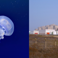Jellyfish swimming in the ocean on its own on the left. On the right is an image taken from afar of the Gravelines Nuclear Power Plant.