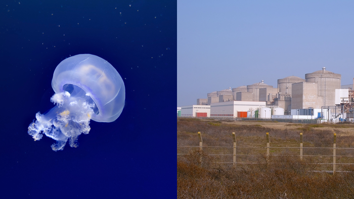 Jellyfish swimming in the ocean on its own on the left. On the right is an image taken from afar of the Gravelines Nuclear Power Plant.