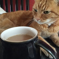 Milo relaxing while keeping guard of his cat-sitter’s cup of tea.