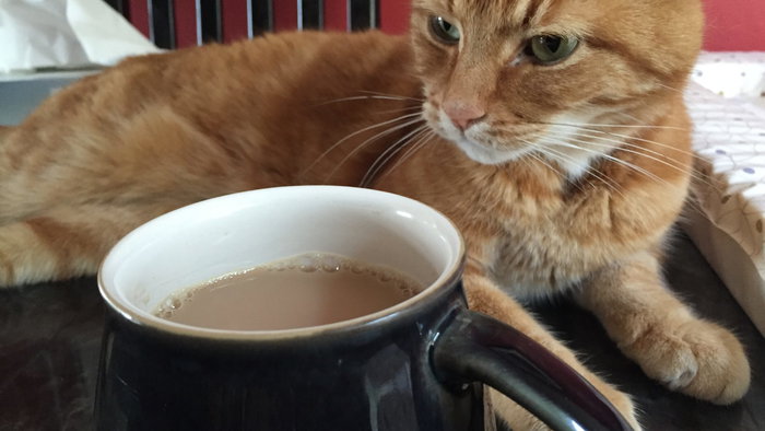 Milo relaxing while keeping guard of his cat-sitter’s cup of tea.