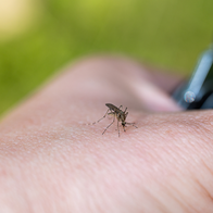 Mosquito biting a persons hand.