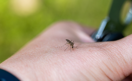 Mosquito biting a persons hand.