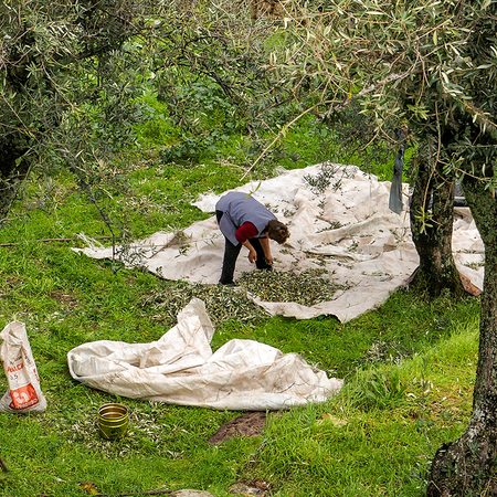 Person collecting olives.