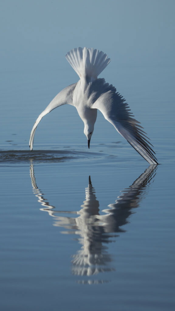 The winning photograph.