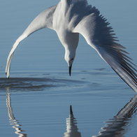 The winning photograph.