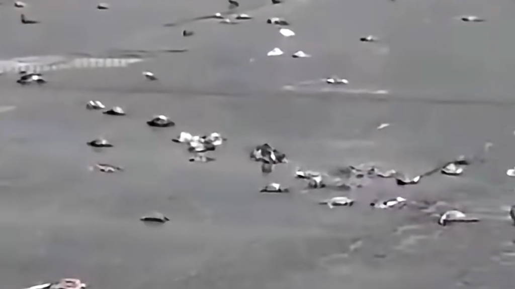Watch: Sky turns deadly over Tarragona as thousands of pigeons are caught in hailstorm
