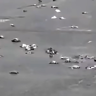 Dozens of dead pigeons scattered across a grey paved area in Tarragona