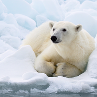 A polar bear resting on a snowy ice floe in the Arctic.