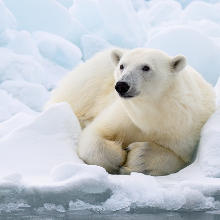 A polar bear resting on a snowy ice floe in the Arctic.