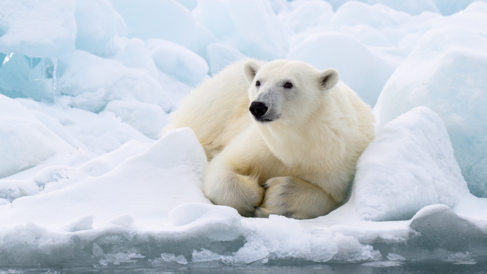 A polar bear resting on a snowy ice floe in the Arctic.