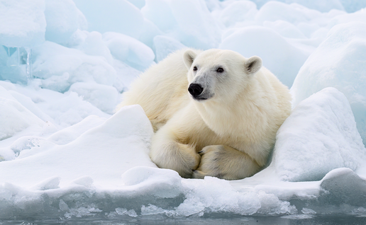 A polar bear resting on a snowy ice floe in the Arctic.
