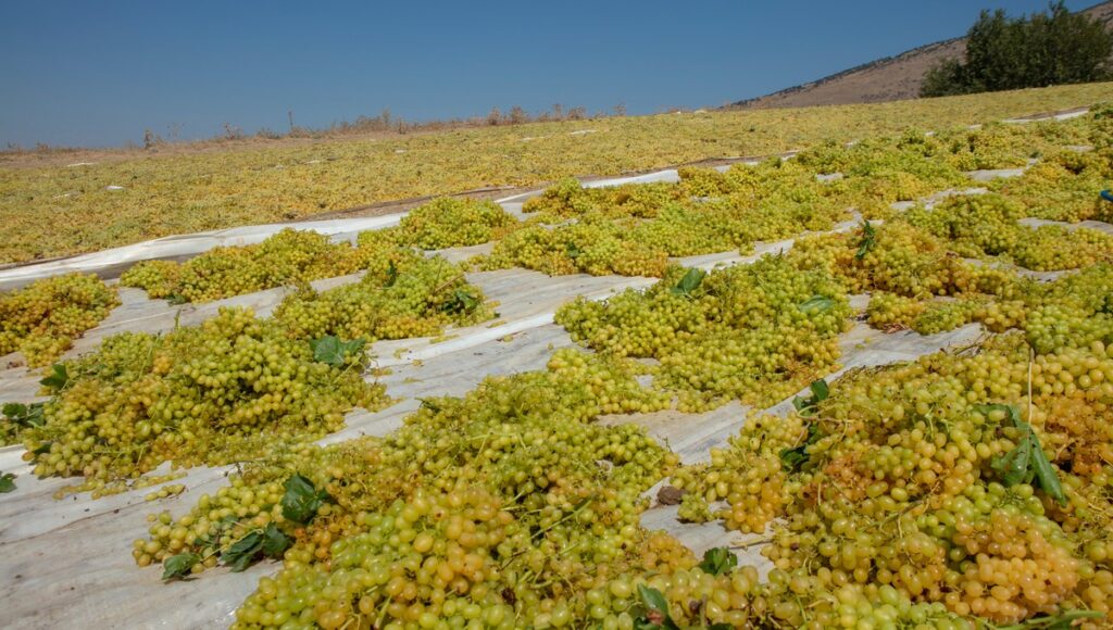 Axarquia’s raisin grape growers left counting the cost as relentless heat wipes out harvest