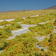 Raisin Axarquia