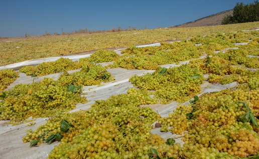 Raisin Axarquia
