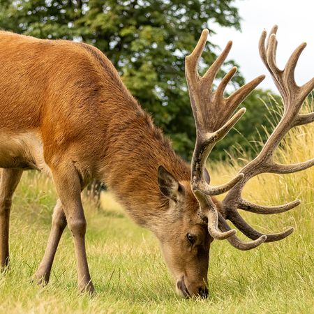Red deer grazing in a field.