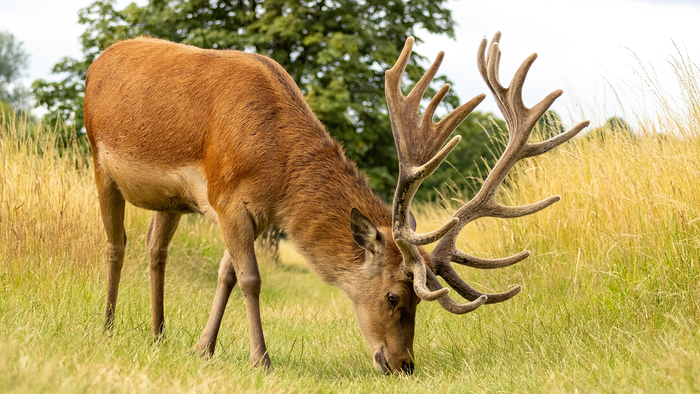 Red deer grazing in a field.