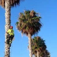 Palm tree pruning in Rincon.