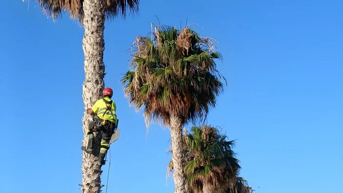 Palm tree pruning in Rincon.