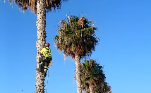 Palm tree pruning in Rincon.
