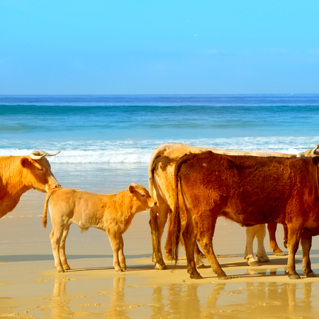 A small herd of Retinto cattle walking on Bolonia Beach in Cadiz, Spain
