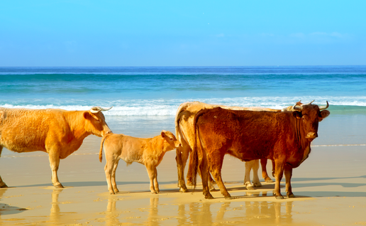 A small herd of Retinto cattle walking on Bolonia Beach in Cadiz, Spain